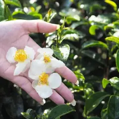 Jak uprawiać drzewko herbaciane w domu? Sadzonki i porady