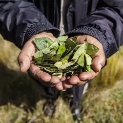 Legalna herbata z koki - sprawdzone sklepy i aktualne ceny w Polsce