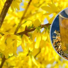 Gdzie kupić herbatę z forsycji: 5 najlepszych sklepów z naturalnymi ziołami