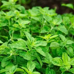 Gdzie kupić herbatę z oregano - najlepsze sklepy i sprawdzone marki
