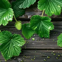 Liście truskawki - naturalny sposób na piękną i zdrową cerę