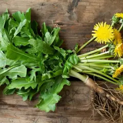 Korzeń mniszka lekarskiego - naturalny detoks i wzmocnienie organizmu