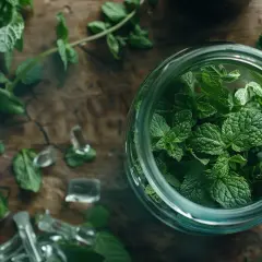 Ekstrakt z mięty: Jakie są zastosowania tego naturalnego dodatku?