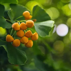 Ginkgo biloba - niezwykłe właściwości zdrowotne drzewa miłorzębu