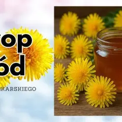 Jak zrobić herbatę z mniszka lekarskiego: przepis domowy krok po kroku