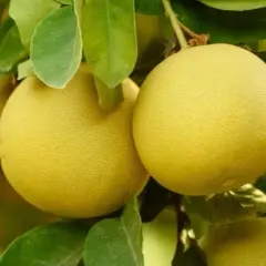 Pomelo - właściwości i zastosowanie egzotycznego owocu cytrusowego