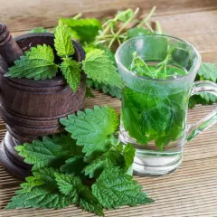 Ile razy dziennie pić herbatę z pokrzywy: bezpieczne dawkowanie naparu