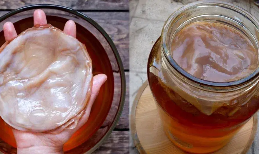 Kombucha - gdzie kupić i jak samodzielnie zrobić zdrowy napój?