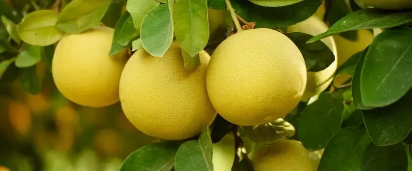 Pomelo - właściwości i zastosowanie egzotycznego owocu cytrusowego